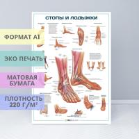 Стопы и лодыжки (плакат)