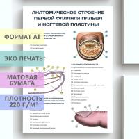 анатомическое строение первой фаланги пальца и ногтевой пластины (плакат)