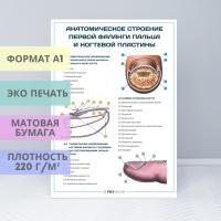 Анатомическое строение первой фаланги пальца и ногтевой пластины (плакат)