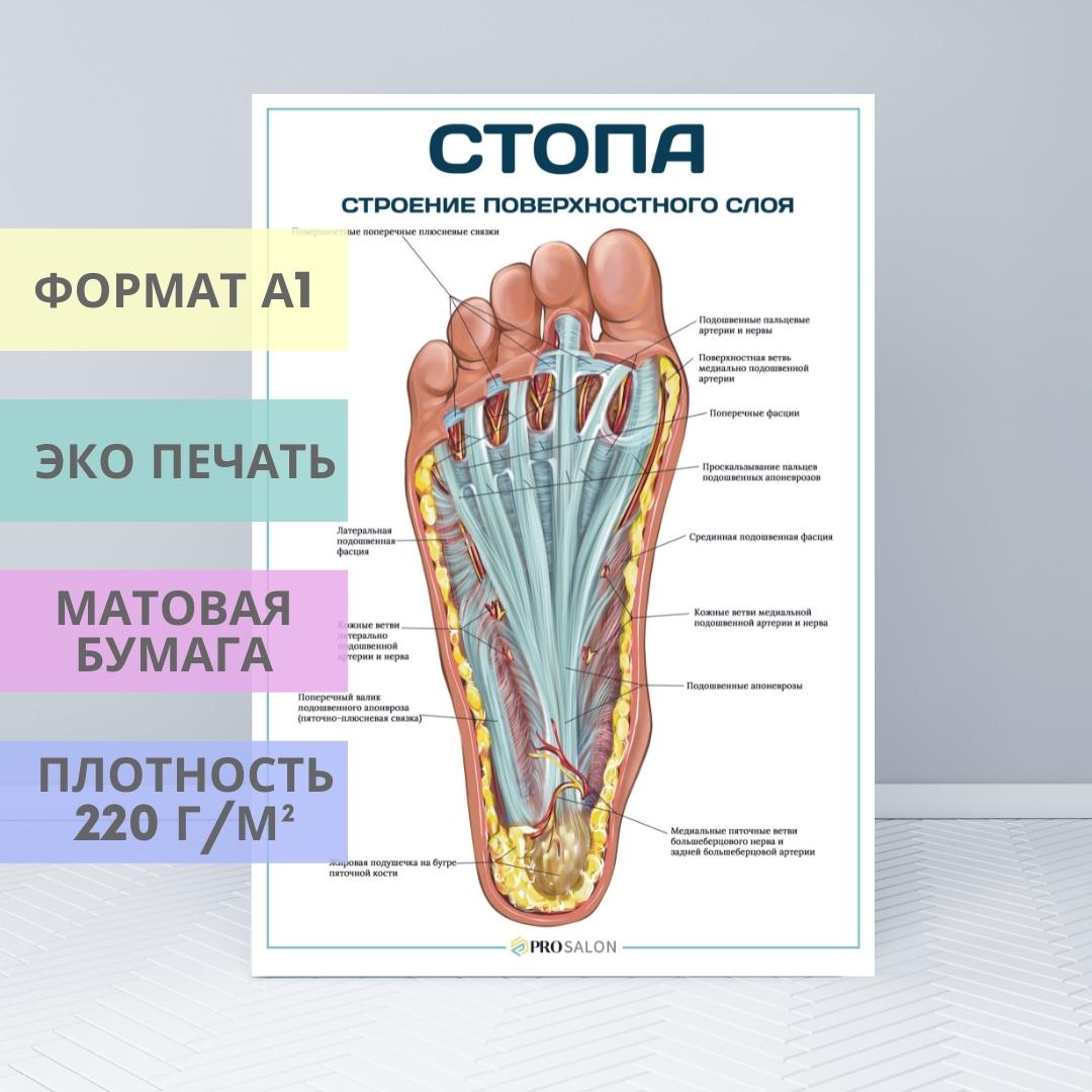 Строение стопы картинки