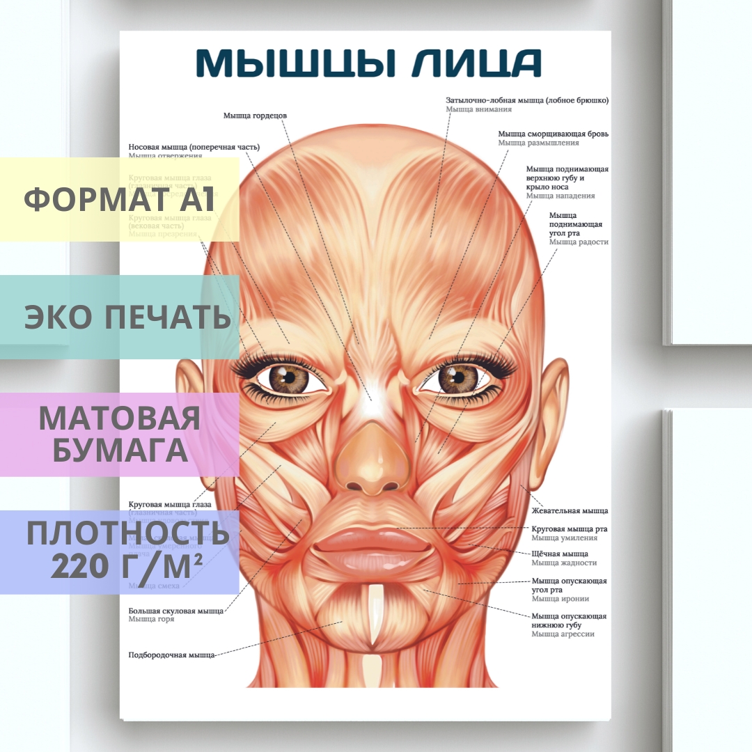мышцы лица (плакат)