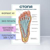 Стопа_строение поверхностного слоя (плакат)