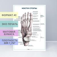 Кости стопы (плакат)