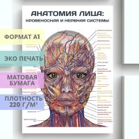 анатомия лица: кровеносная и нервная системы (плакат)
