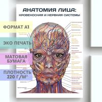 анатомия лица: кровеносная и нервная системы (плакат)