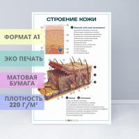 Строение кожи (плакат)