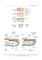 поражения ногтей в практике врача-дерматовенеролога (мягкий переплет)