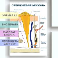 стержневая мозоль (плакат)